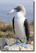 Blue Footed Boobie