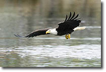 Bald Eagle at Sitka