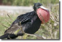 Frigatebird