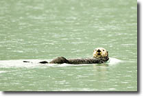 Sea Otter