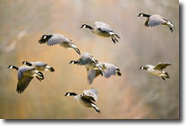 Goose Flight