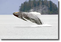Humpback Jumping