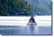 Humpback Lunge Feeding
