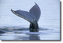 whale tail