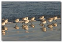 Sandpipers