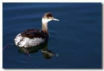 Grebe Photo