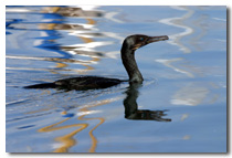 Blk Cormorant