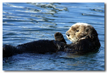 Otter Photo