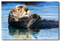 Otter Photo