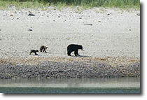 Mom Bear & Cubs