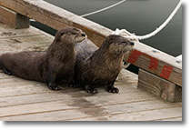 River otters in the marina