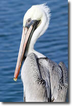 Pelican
