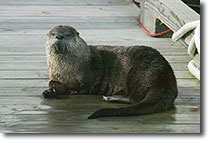 OtterOnDock