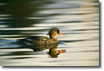 Red Breasted Merganser MNB
