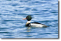 RedbreastedMerganserMale
