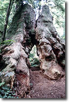 Redwood stump