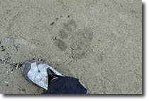 Paw print & D's shoe