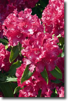 Rhododendron