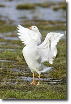Snow Goose