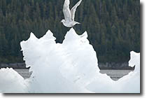 Tracy Arm Berg with bird