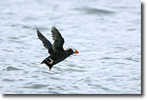 Tufted Puffin