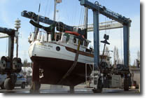 SV Wand'rin Star in the yard