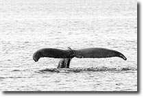 Whale Tail