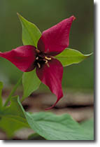Red Trillium
