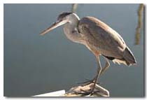 Great Blue Heron Photo