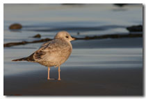 Gull on beach