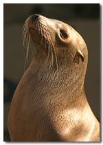 Sea lion