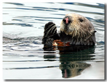 Otter Photo