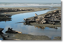 Kalaloch Beach
