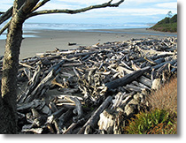 Kalaloch Beach