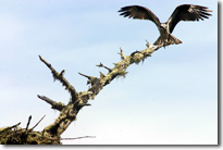 Osprey  Pt. Reyes