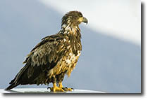 Immature Bald Eagle